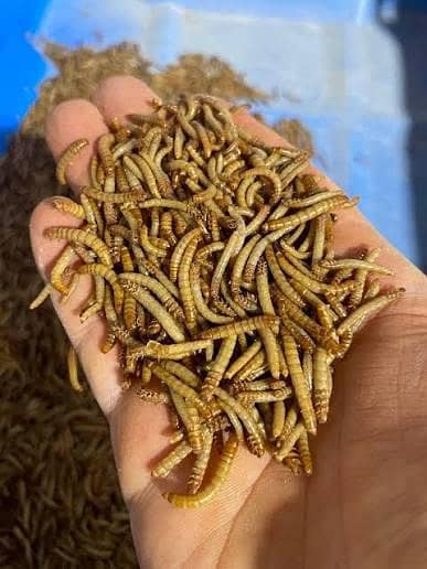 Mealworms
