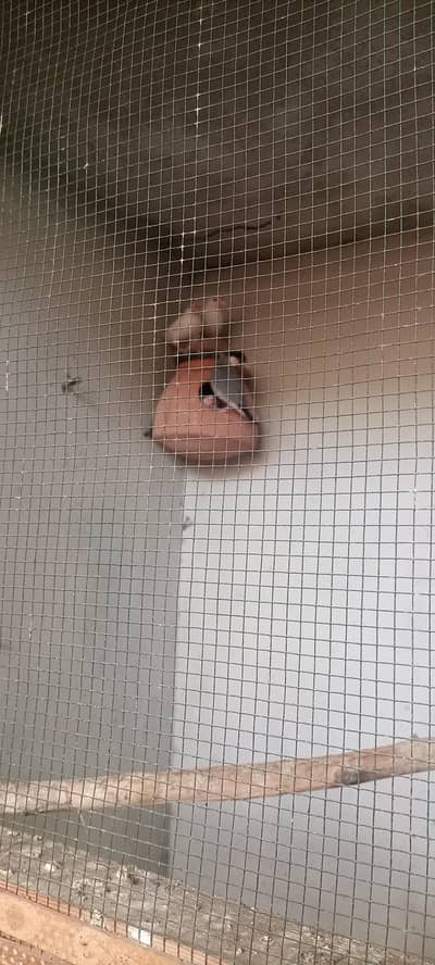 2 piar java 1 grey and 1 white  each piar 1200