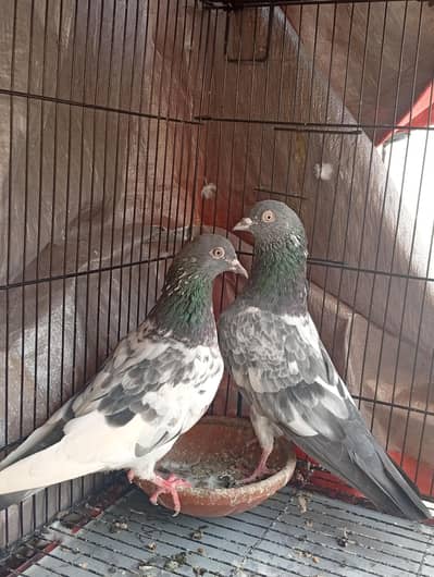 Pigeons for sale