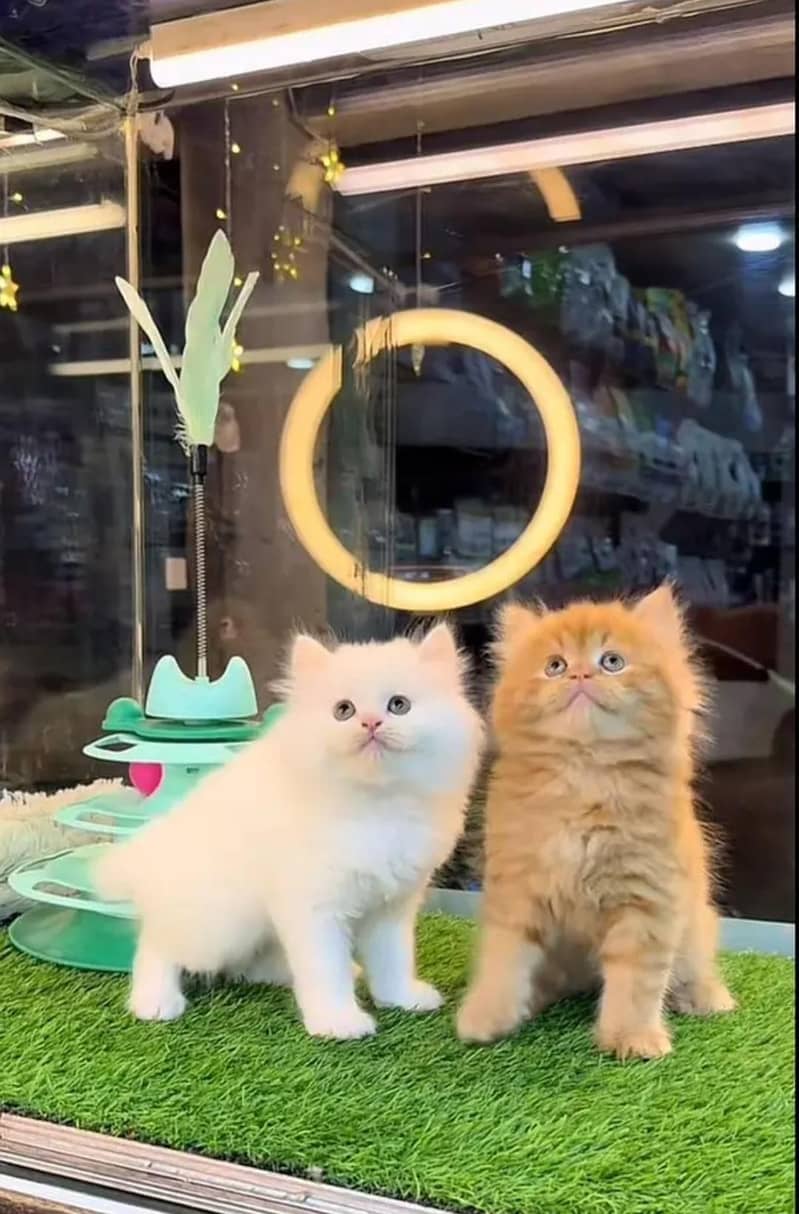persian kittens 1