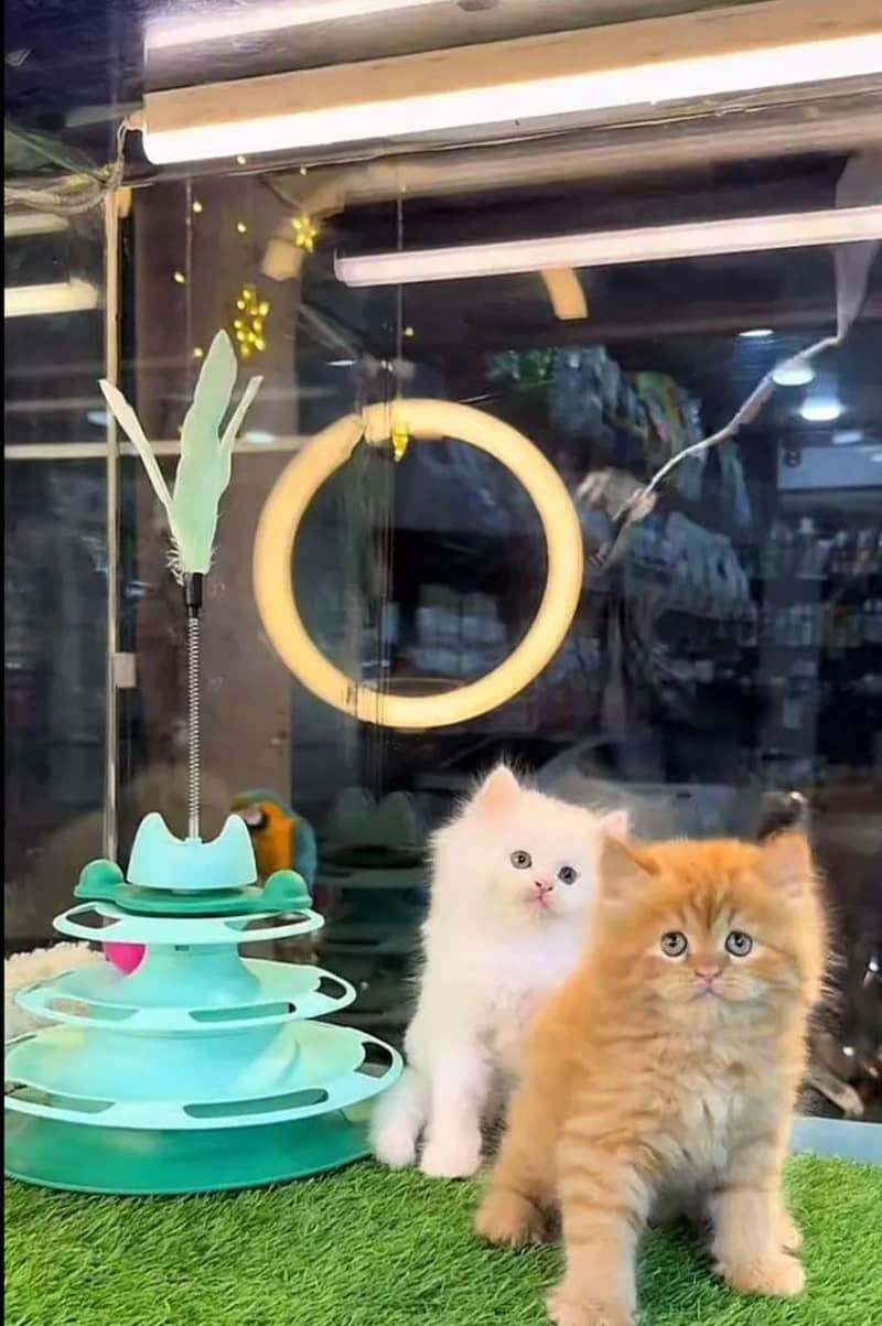 persian kittens 2
