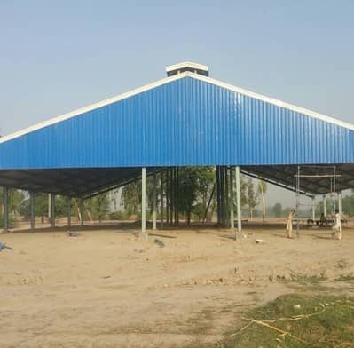 Dairy farm sheds / warehouse sheds / Industrial Sheds,Steel structure/