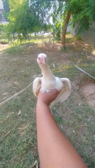 White aseel for sale WhatsApp number 03181801438