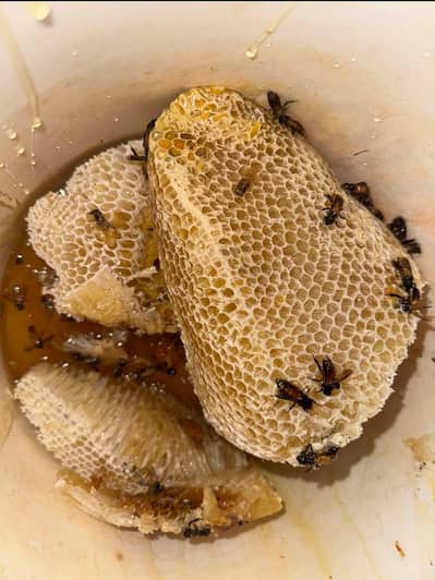 Honey چھوٹی بڑی