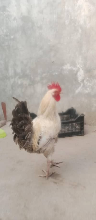 a beautiful male breeder male hen