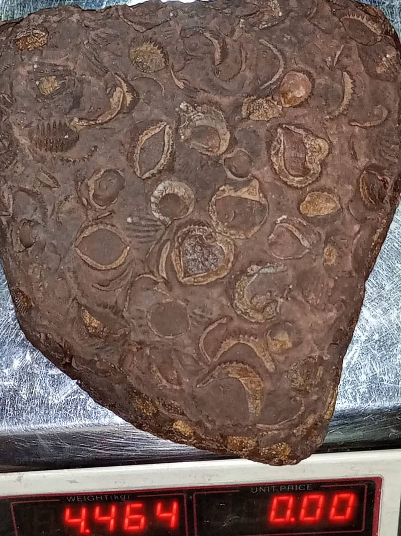 Fossils Stone 1