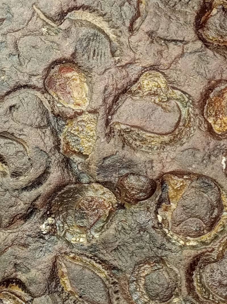 Fossils Stone 2