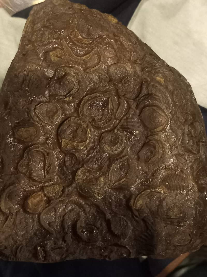 Fossils Stone 3