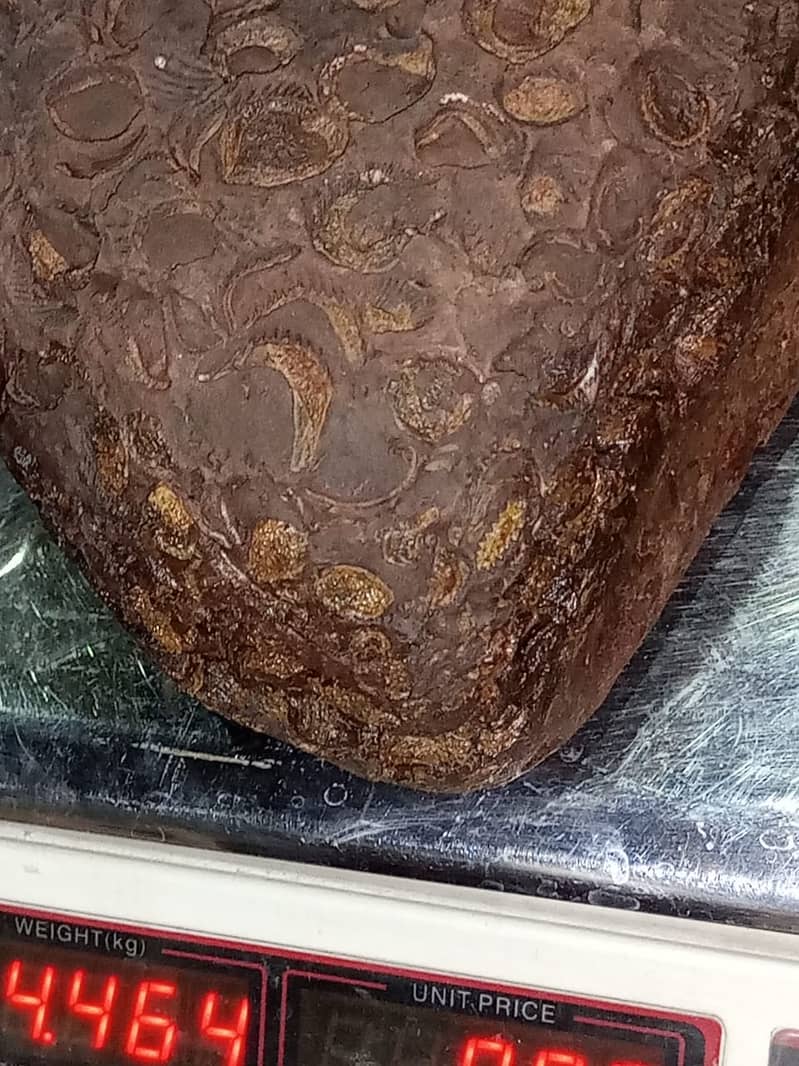 Fossils Stone 4