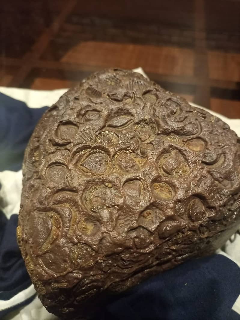 Fossils Stone 5