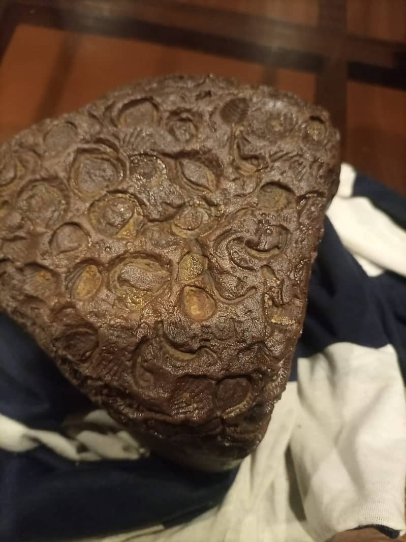 Fossils Stone 6