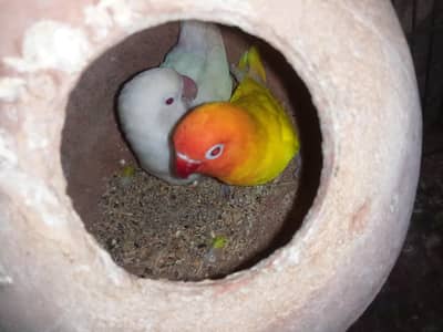 lotinopasnata albino dono red eyes hen Whatsapp number 03146569578