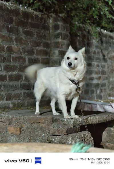 Russian dog  female security dog for sale