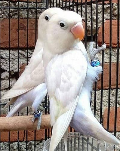 BLACK EYES LOVE BIRD  PURE WHITE COLOUR