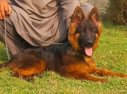 Triple coat German shepherd female