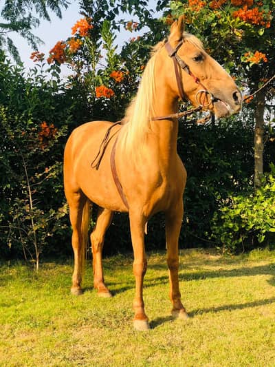Palomino (Golden) Ghori (Mare) for Sale