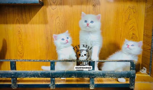 cash on delivery Persian punch face triple coat cat kittens
