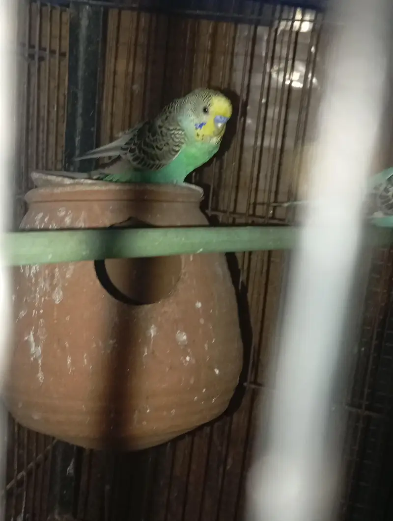 Australian birds or love birds or cages — photo 5