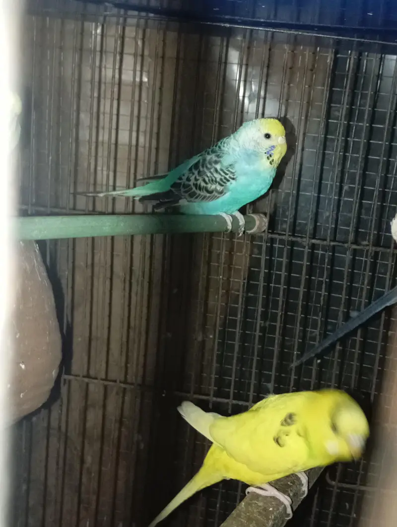 Australian birds or love birds or cages — photo 6