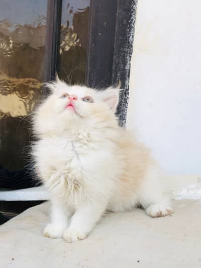 Persion Triple Coated | Persion Female Kitten | Healthy & Super Fluffy