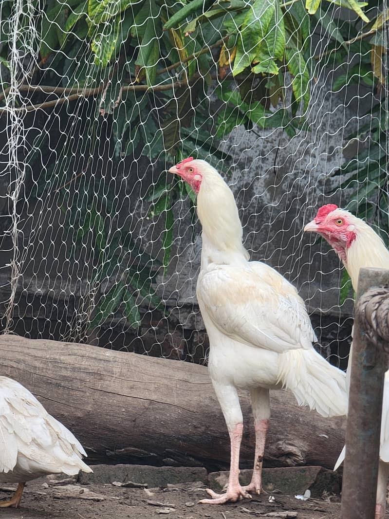 Aseel Heera Chicks 0