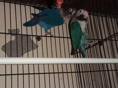 Love Birds for sale