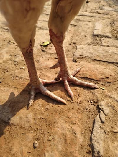 Aseel hera and boska cros male 2 year age healthy active good size