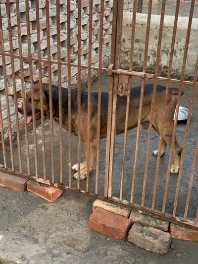 Boreboel confirm stud