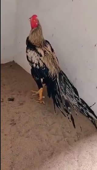 Lasani  Java Aseel Long Tail 0