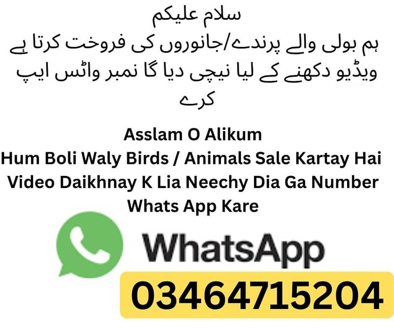 Lasani  Java Aseel Long Tail 1