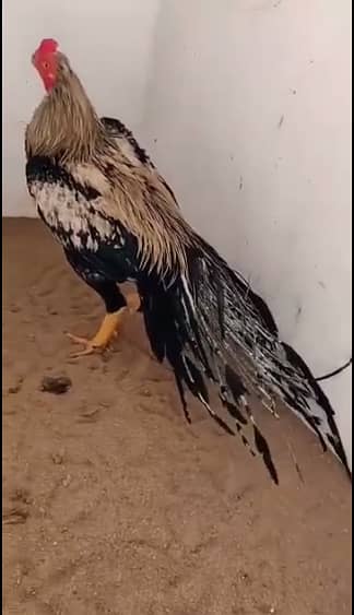 Lasani  Java Aseel Long Tail 3