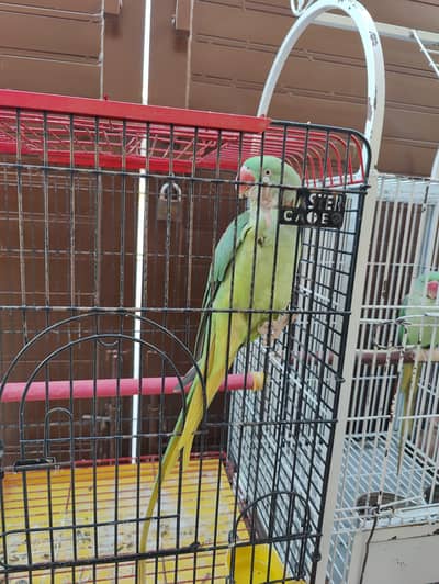 Raw Parrot healthy and beautiful