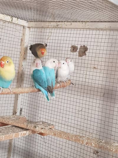 opaline - parblue - Albion red eye breeder pair