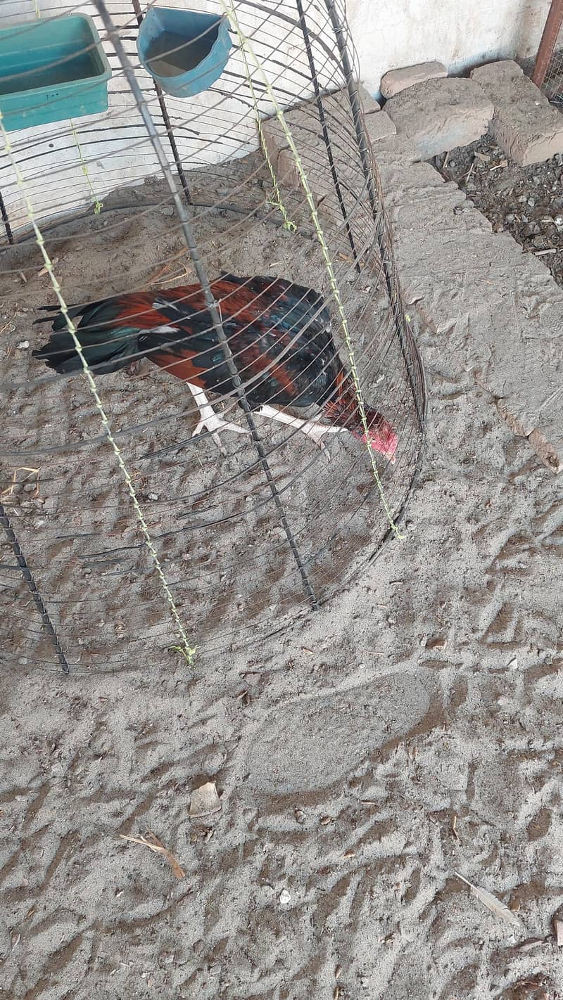 میانوالی اصیل 0