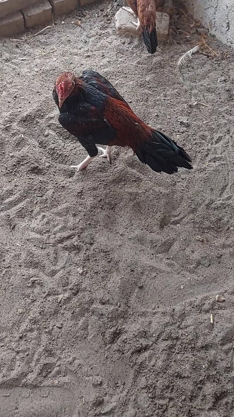 میانوالی اصیل 2