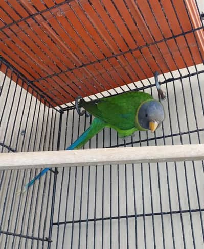 Breeder female plumhead