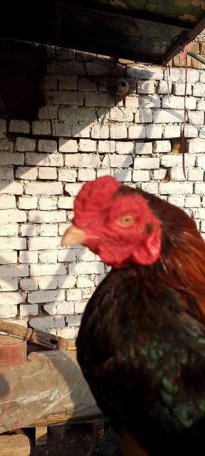 Aseel miawali murgha