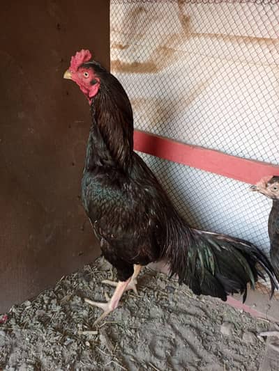 mushka for sale urgnat . . . . .