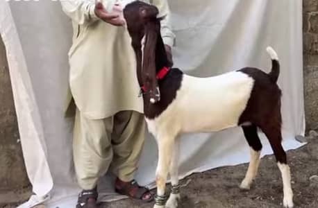 Pink nose Bakri 6-7 Months