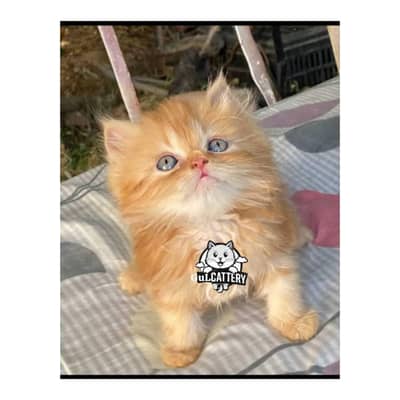 Persian British punch face piki face kitten cat available