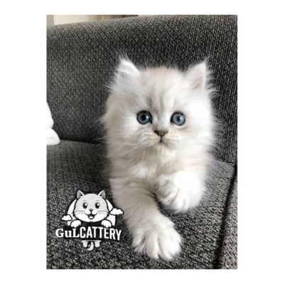Persian British punch face piki face kitten cat available