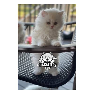 Persian British punch face piki face kitten cat available