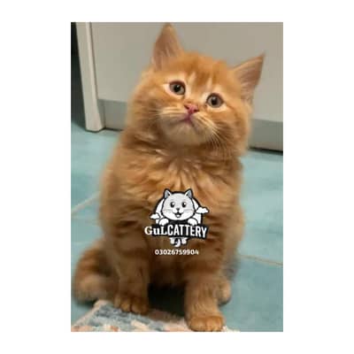 Persian British punch face piki face kitten cat available
