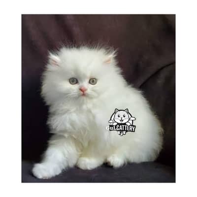 Persian British punch face piki face kitten cat available