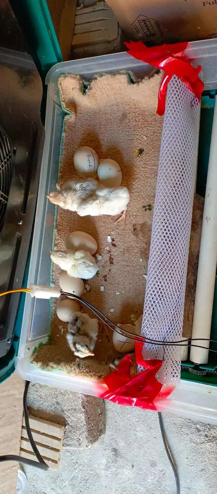 Hira Aseel Chicks (Paper White)
