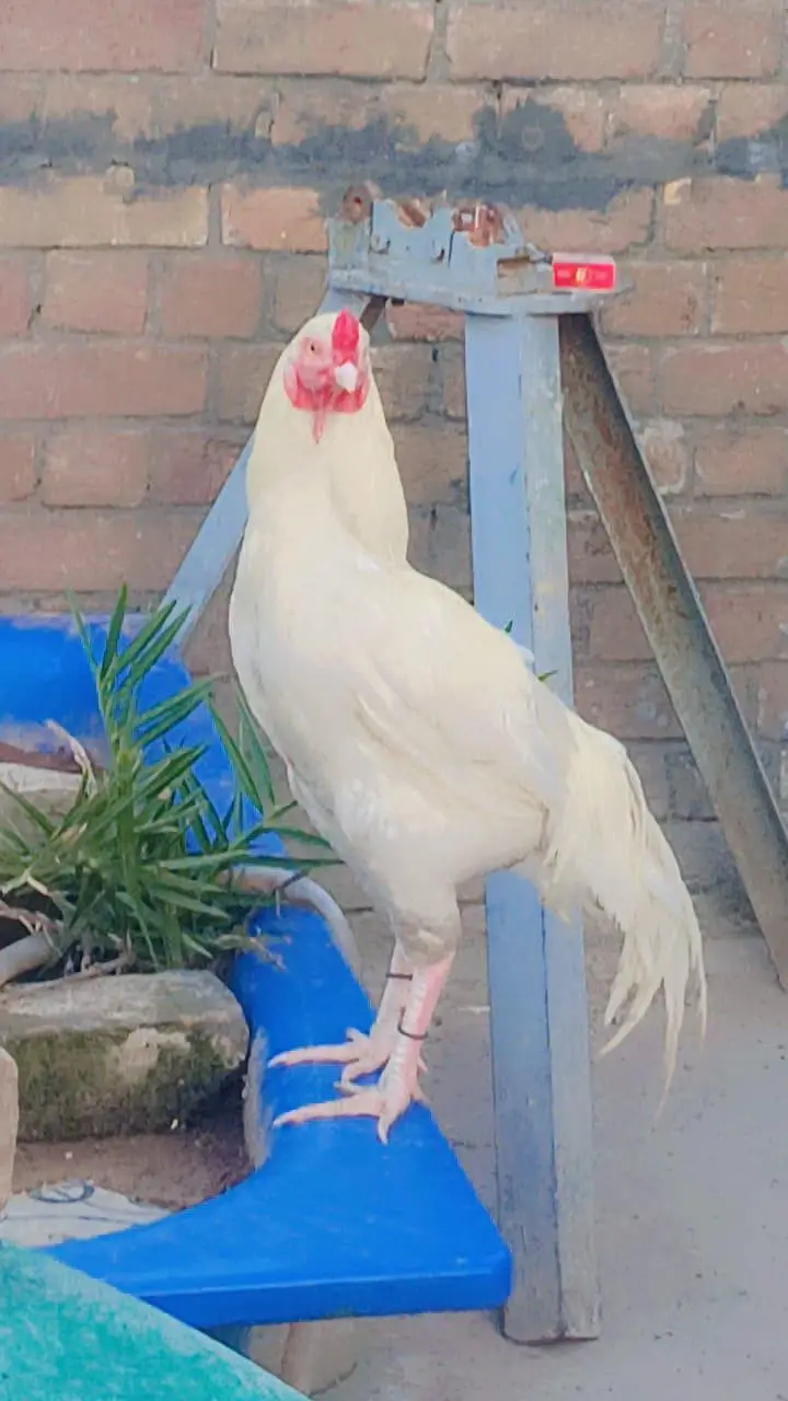 Hira Aseel Chicks (Paper White) — photo 2