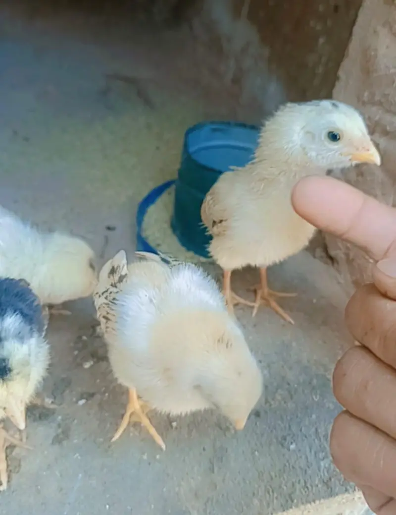 Hira Aseel Chicks (Paper White) — photo 11