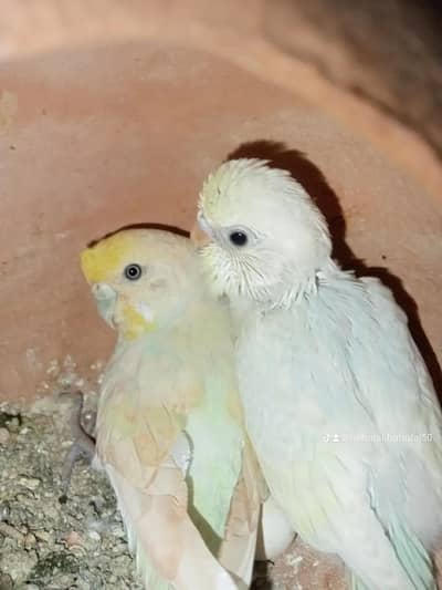 budgies hai healthy with 1 baby 10/9.6