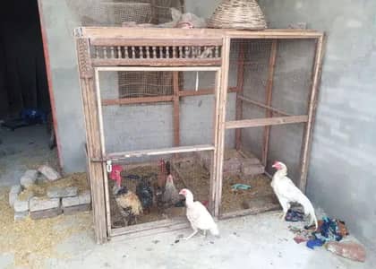 big size cage 8k iron door 85oo. net double door 4000