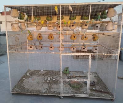 PINJRA (Cage) For Sale - Parrots , Australian, Coacktail, lovve birds